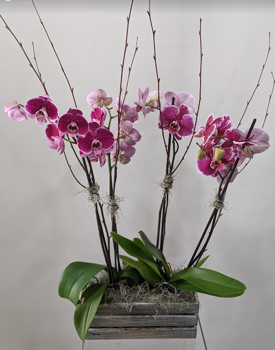 Luxury Multi-Stem Magenta Orchid Arrangement | Statement Orchid | Charlotte, NC